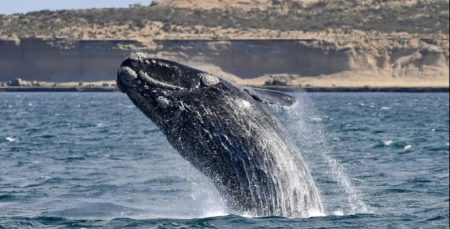 Avistaje de ballenas en Península de Valdés con un récord histórico en 2025 con más de 2.000 registros
