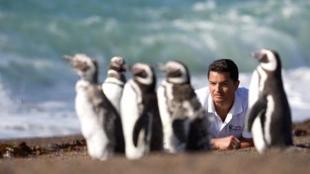 Chubut acompaña estreno de El Señor de los Pingüinos