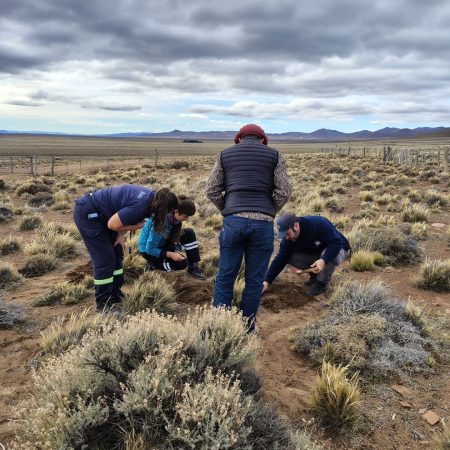 Detectan nacimientos masivos de tucura sapo en Chubut y prueban control con drones
