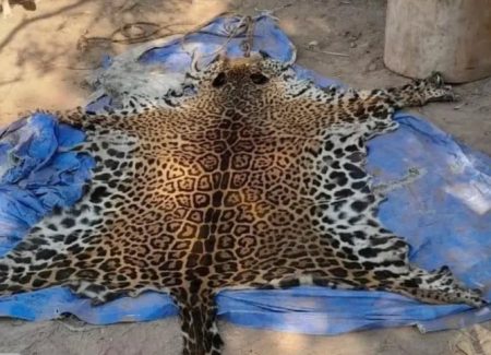 Condena histórica en Formosa por matar a un yaguareté