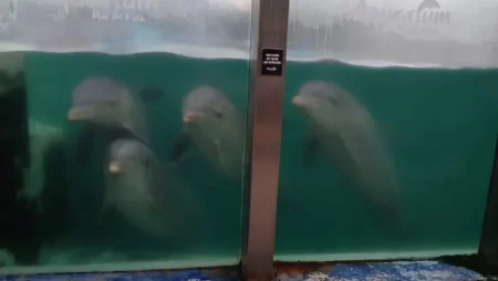 escándalo ex Aquarium Mar del Plata