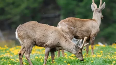 Día Mundial del Huemul
