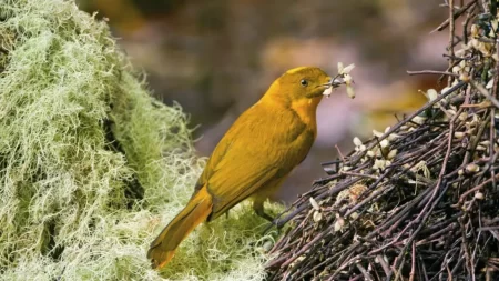 cambio climático aves tropicales