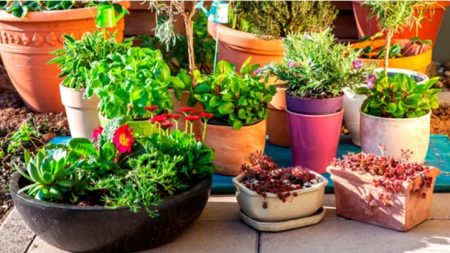 La planta que hay que tener en casa para llamar al dinero y la buena suerte