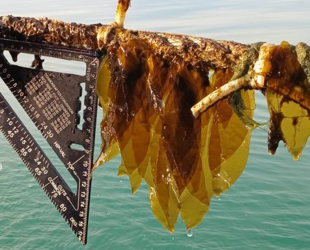 El boom global de las algas: un mercado que crece en Patagonia