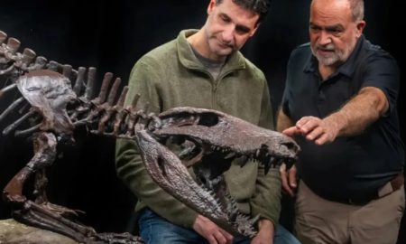 !Sorprendente¡ Descubren el "bulldog" de los cocodrilos: el feroz Kostensuchus atrox en la Patagonia