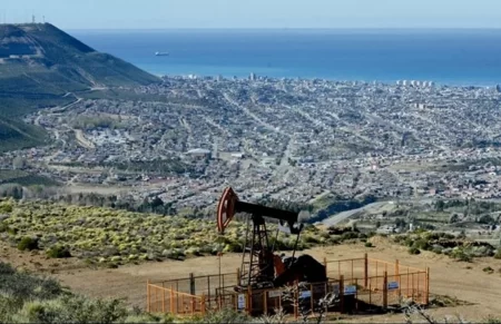 comodoro planta