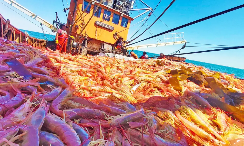 Reactivación Pesquera: Langostino Vuelve al Mar Tras Largo Conflicto