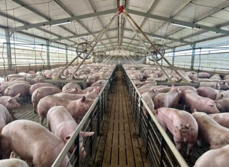 Producción porcina: 15 años de crecimiento ininterrumpido y récord histórico en 2025