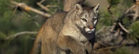 Crece la polémica por la habilitación de la caza de especies nativas