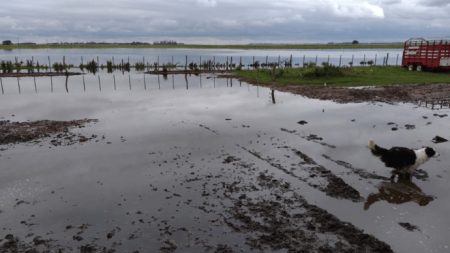 Declaran emergencia agropecuaria en Buenos Aires abarca 12 partidos afectados por las inundaciones
