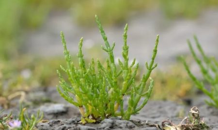 La próxima revolución verde viene de Patagonia