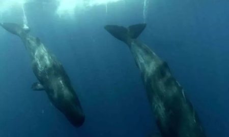 La televisión francesa llega a Puerto Pirámides para filmar ballenas