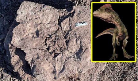 Por primera vez, descubren huellas de raptores en Patagonia