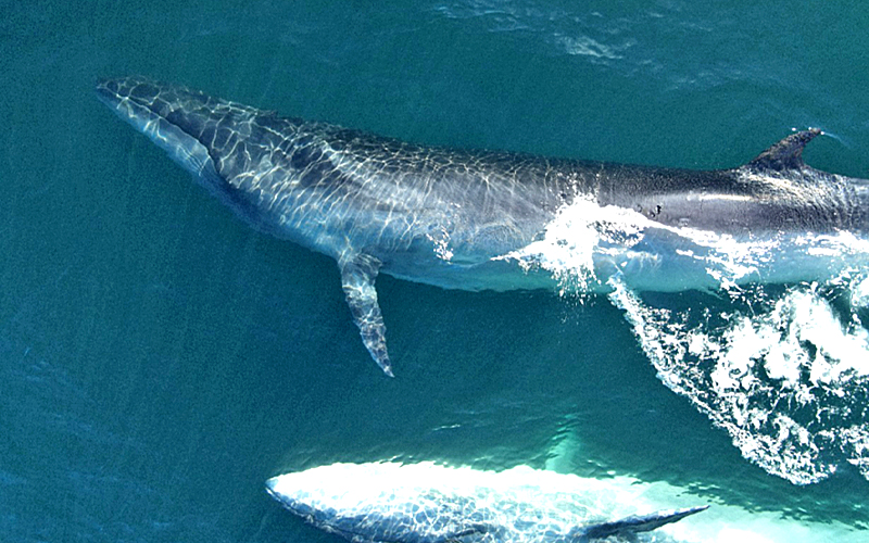 Ballenas Sei regresan a Chubut y atraen turismo científico: «Es la más rápida, parece un submarino»