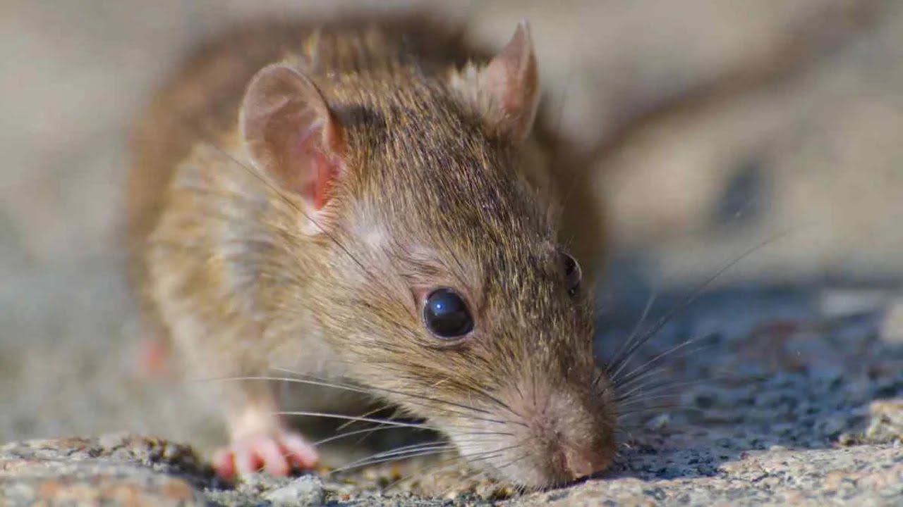 Hantavirus en Chubut: cómo se encuentra la mujer de 30 años contagiada en Corcovado