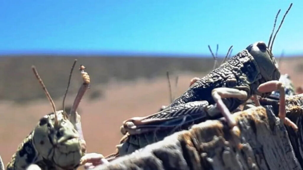 SENASA refuerza la alerta por la tucura sapo en Chubut y habilita canal de denuncias