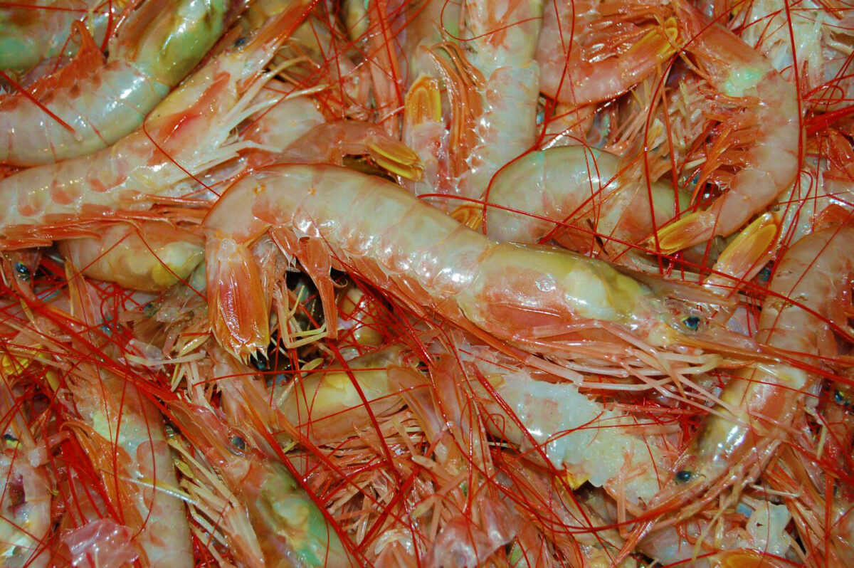 Marineros del SOMU aceptaron los $1.250 por kilo y se inicia la temporada de langostino en Chubut