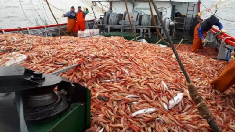 El langostino patagónico apunta a Brasil: buscan aprovechar la tensión con EE.UU. para impulsar exportaciones