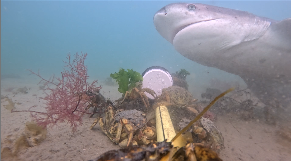 Tiburón gatopardo: guardián del mar patagónico y símbolo natural de Chubut