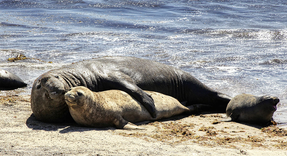 Chubut refuerza la protección de los elefantes marinos ante el avance humano