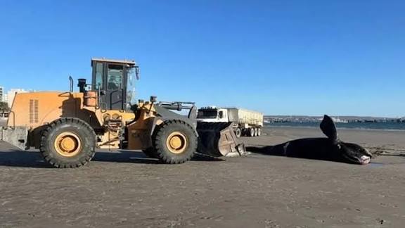 Apareció otro ballenato muerto en la costa de Puerto Madryn