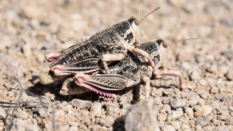 Senasa activa alerta preventiva en la Patagonia por nacimientos masivos de Tucura Sapo