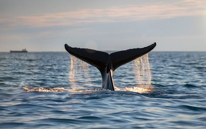 Comodoro impulsa el avistaje de ballenas para atraer 30 mil turistas: «El turismo está afectado por la situación del país»