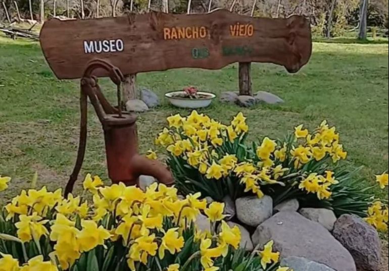 Campos amarillos: la flor que revive la tradición galesa en Chubut