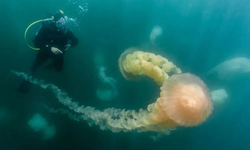 Puerto Madryn celebró una década de ciencia marina con el “IBIOMAR ABIERTO”