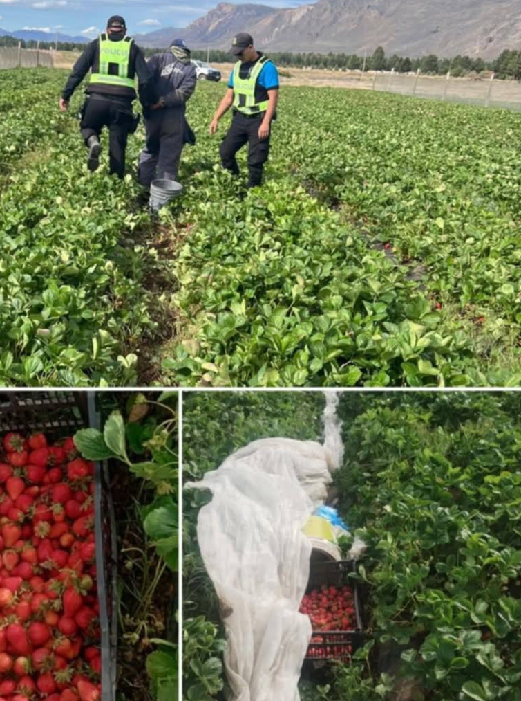 Detienen a un hombre por robar frutillas en un campo privado de El Maitén