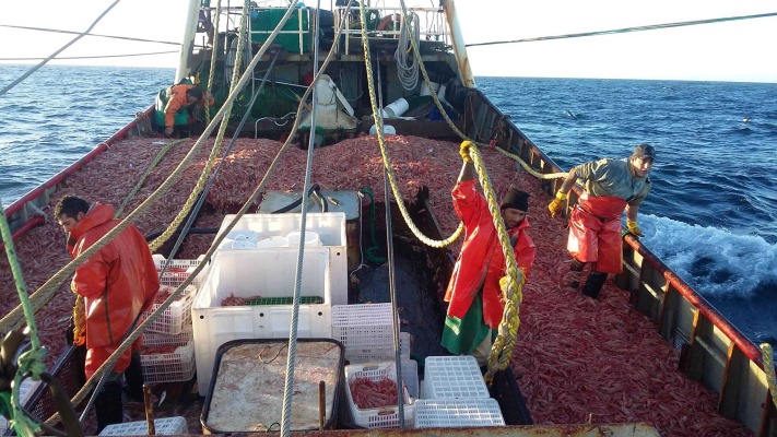 Chubut busca aprobar 42 permisos de pesca pese a rechazo de cámaras