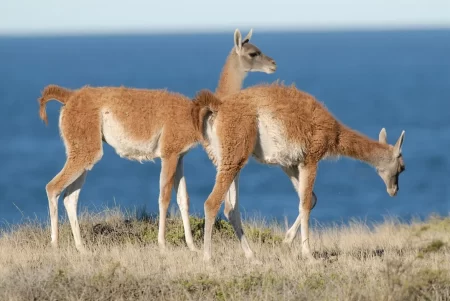 Denuncian masiva caza furtiva de guanacos y burros en Chubut
