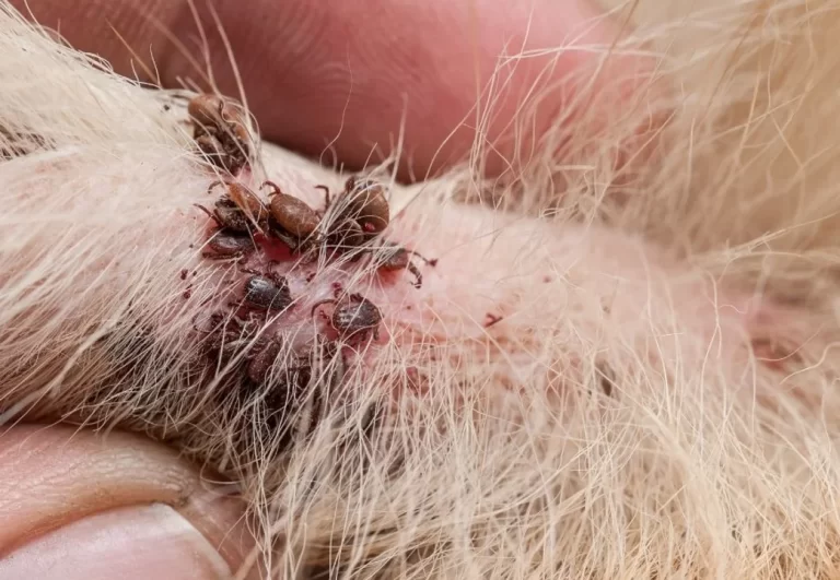 Temporada de garrapatas en Comodoro: riesgos, síntomas de ehrlichiosis canina y prevención