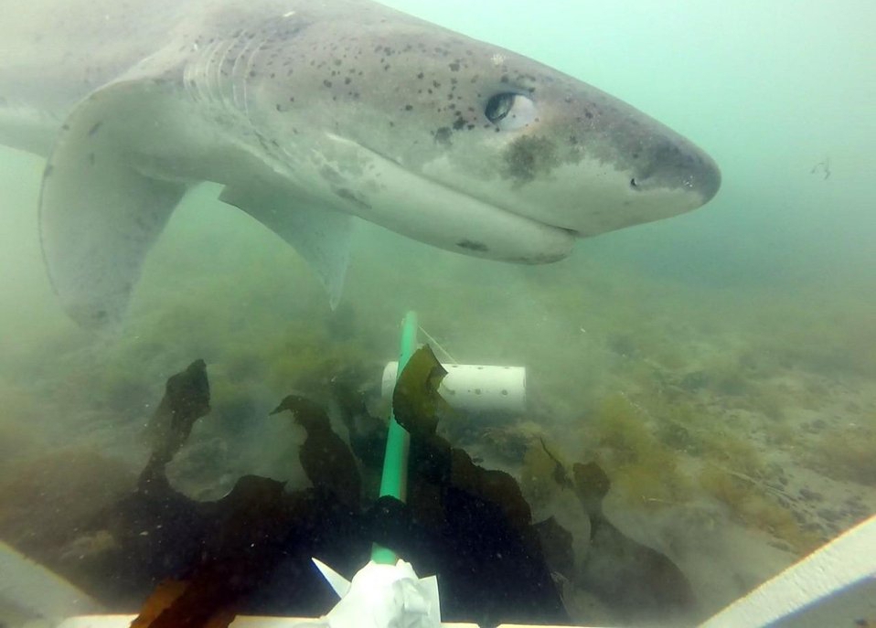Hallazgo histórico: un tiburón gatopardo pasó por las costas de Chubut y fue recapturado en Uruguay tras 8 meses