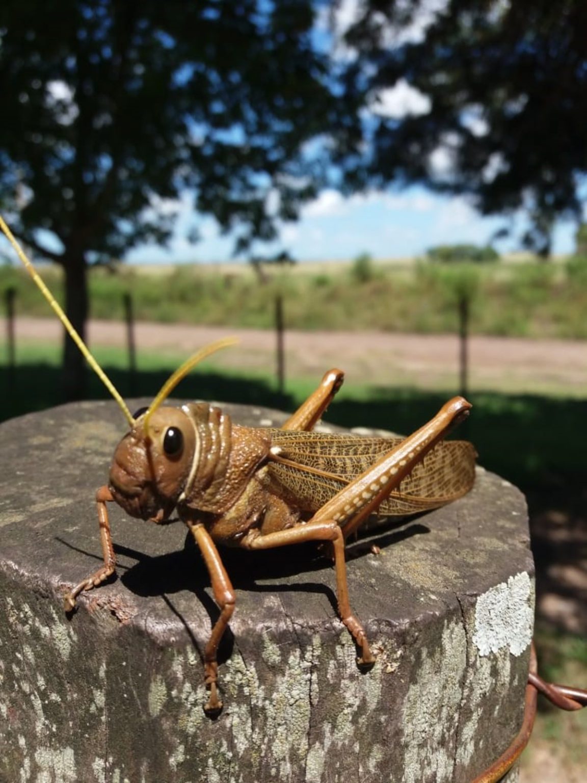 Avance masivo de tucura sapo por la Ruta 25 preocupa a productores rurales en Chubut