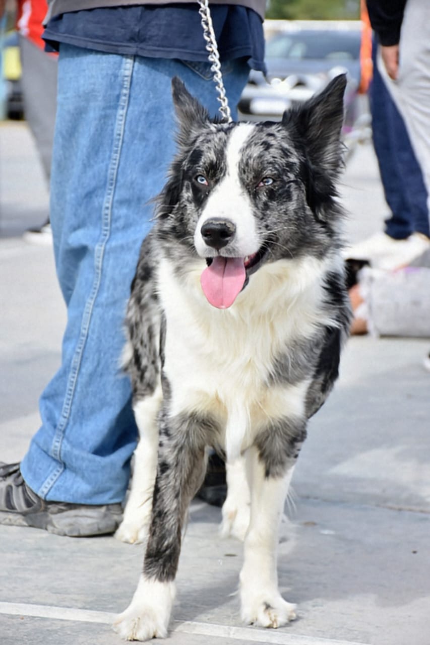 Trelew: El quirófano móvil regresó al INTA con más de 40 castraciones gratuitas