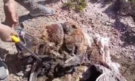 Ola de caza furtiva en la meseta de Chubut preocupa a productores