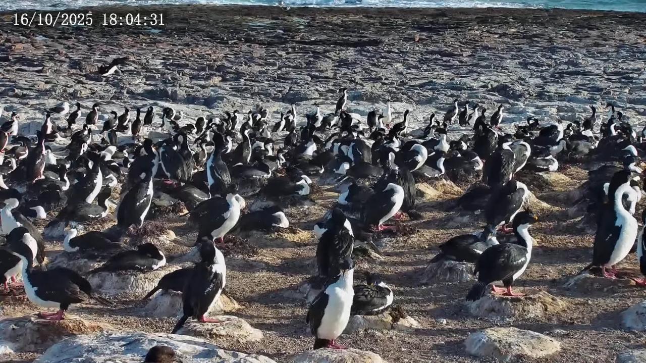 Rawson acompaña el proyecto de streaming científico en el Parque Provincial Patagonia Azul
