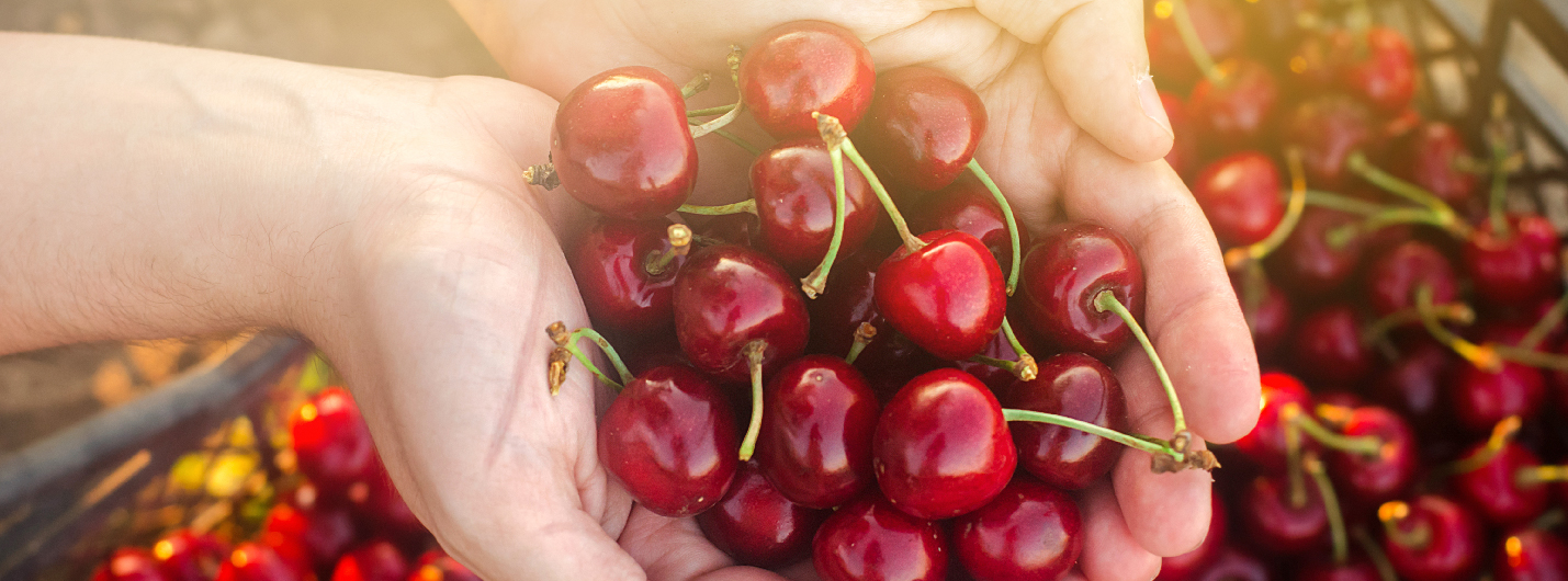 Chubut impulsa al mundo su producción de cerezas premium