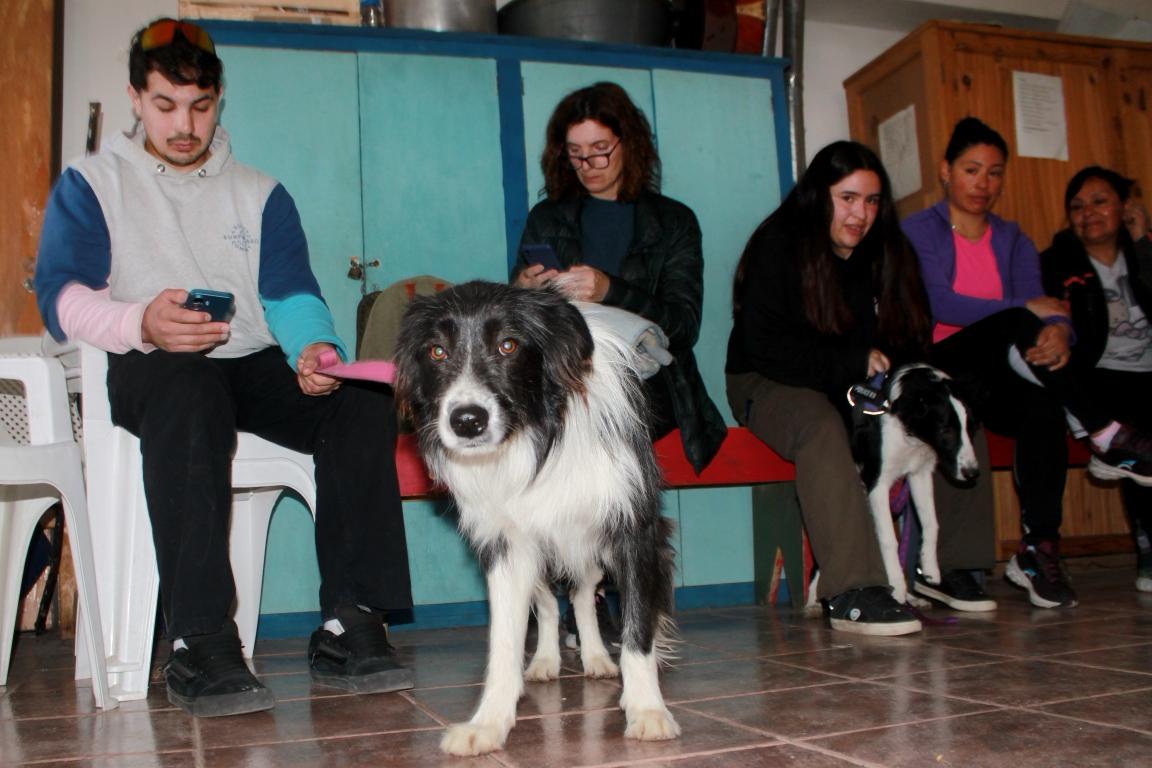 El Quirófano Móvil de Esquel supera las 2000 castraciones en 2023: un hito en salud animal y tenencia responsable