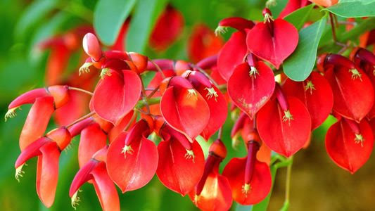 Día de la Flor Nacional: el ceibo, símbolo argentino que se celebra el 22 de noviembre