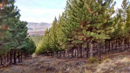 Chubut avanza con la restauración forestal: se plantaron 17.000 árboles nativos