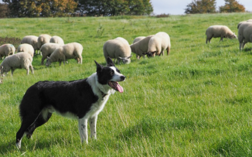 Chubut será sede de las XL Jornadas Nacionales de Hidatidología en Trelew