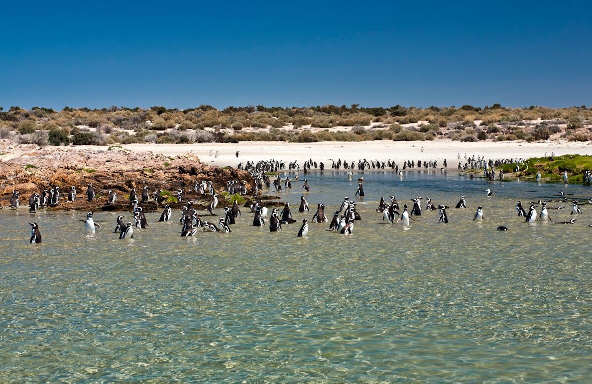 Bahía Bustamante: de pueblo alguero a santuario patagónico