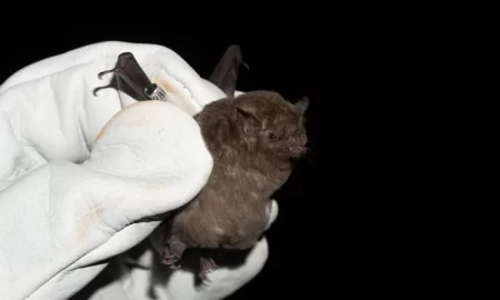 Refuerzan medidas en Madryn tras detectar un caso de rabia en murciélago