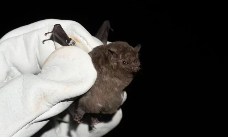 Refuerzan medidas en Madryn tras detectar un caso de rabia en murciélago