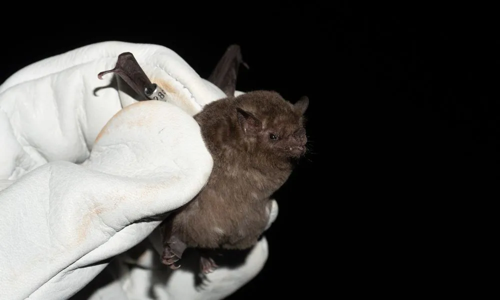 Refuerzan medidas en Madryn tras detectar un caso de rabia en murciélago