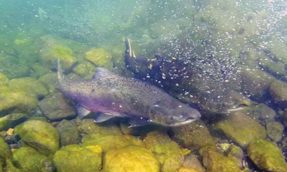 ¿Cómo es la invasión del salmón más grande del mundo en ríos patagónicos?