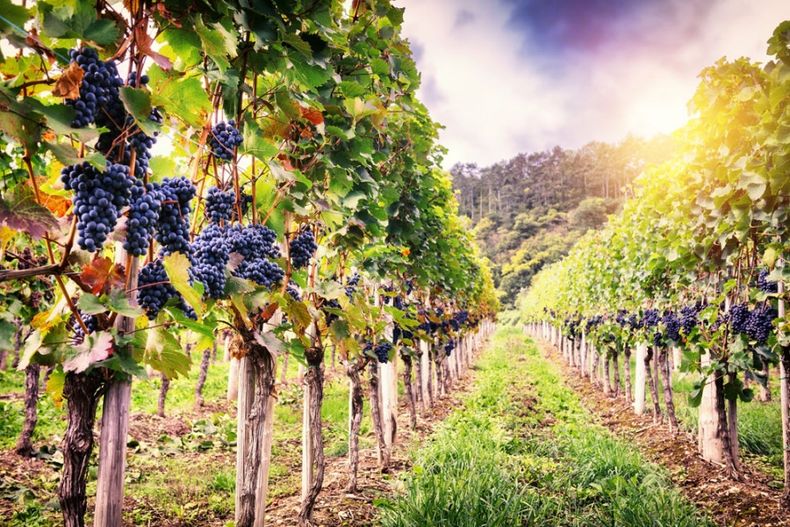 El Gobierno elimina 973 normas del INV para agilizar la producción de vino